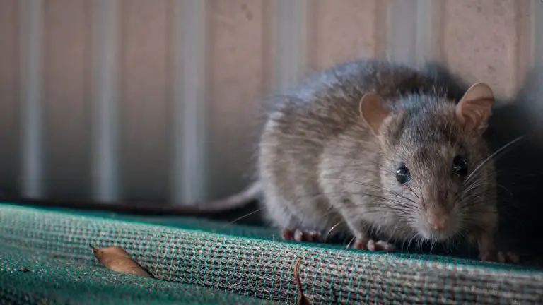 How To Tell How Many Rats Are In Your House DIY Rodent Control