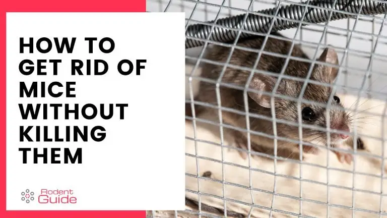 How To Get Rid Of Mice Without Killing Them - 7 Ways - DIY Rodent Control