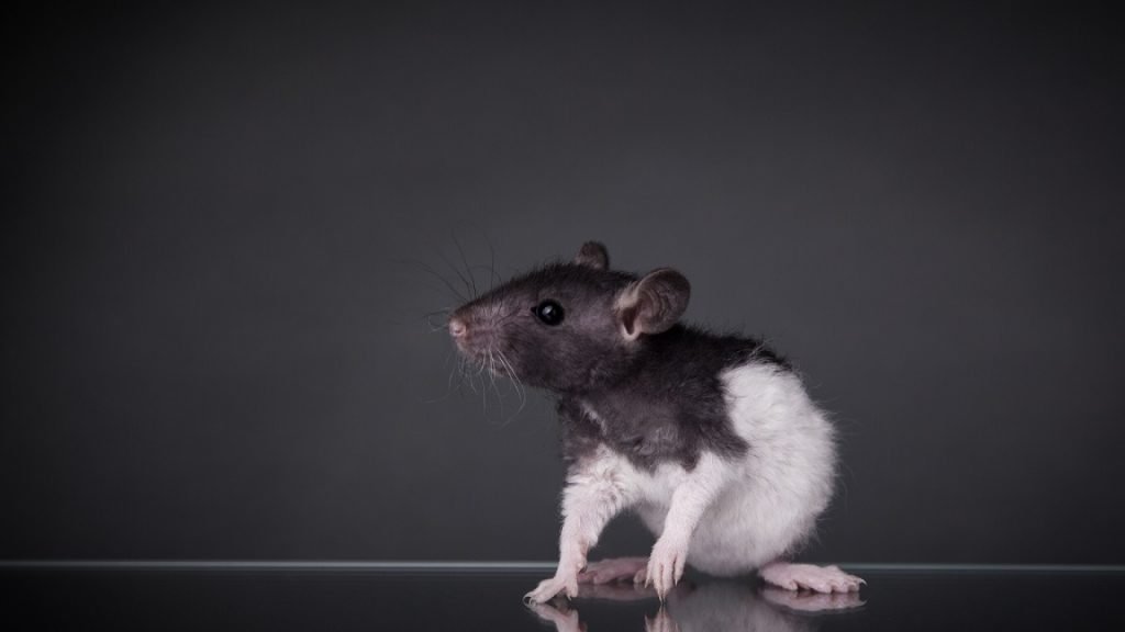 How To Get Rid Of Rat Urine Odor 5 Steps DIY Rodent Control