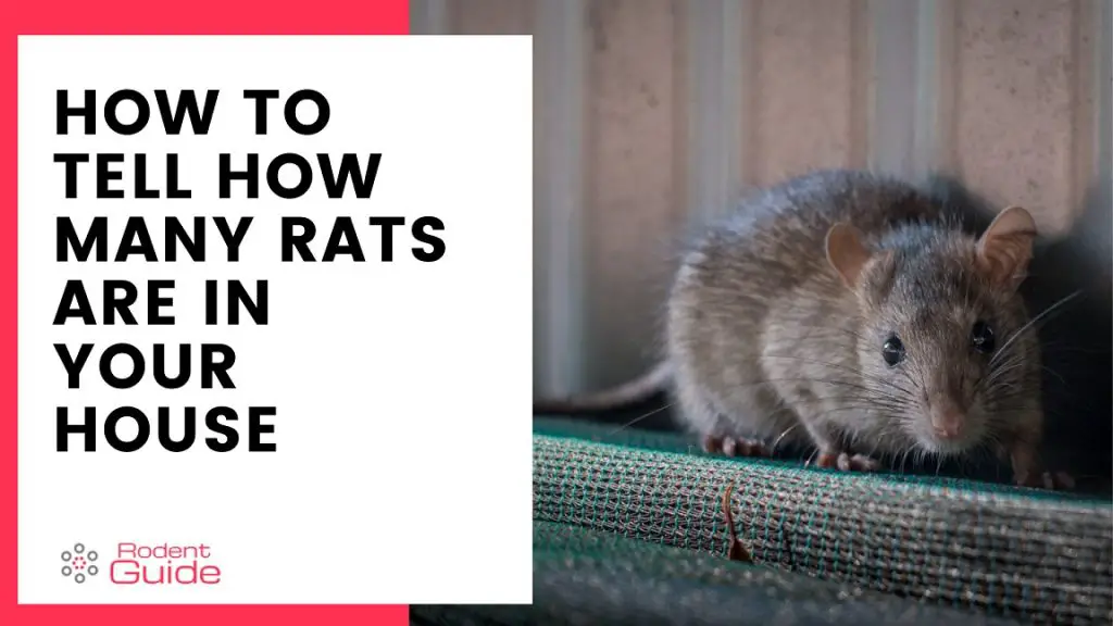 How To Tell How Many Rats Are In Your House