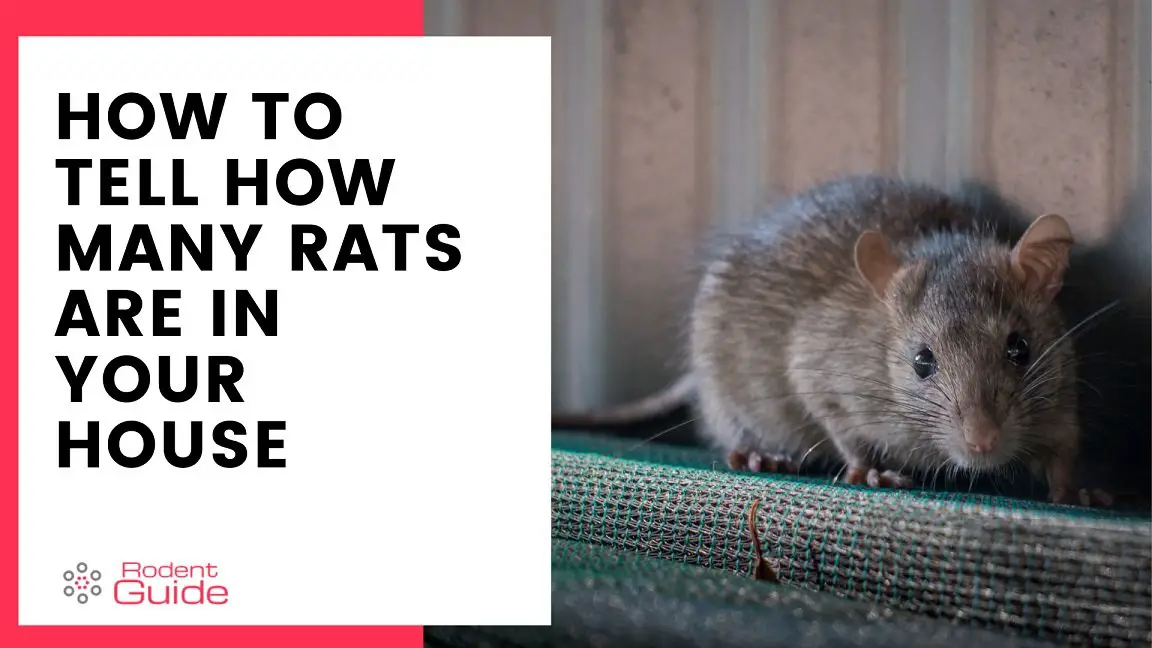 How To Tell How Many Rats Are In Your House - DIY Rodent Control