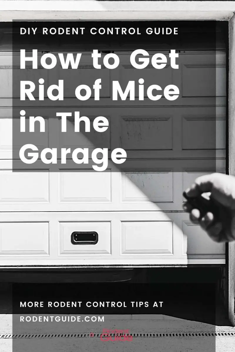 9 Step Guide - How to Get Rid of Mice in The Garage - DIY Rodent Control