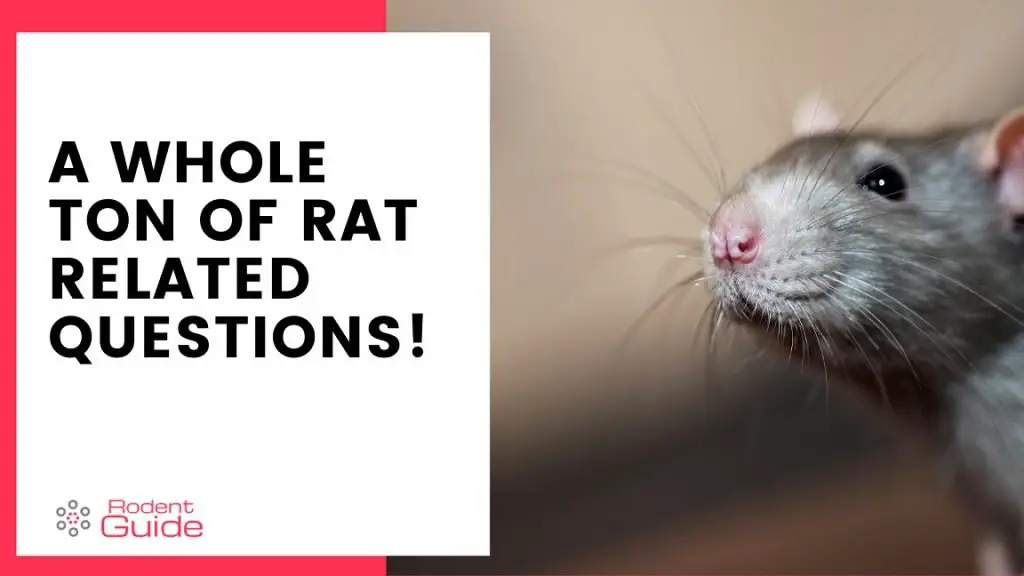 Tons Of Rat Related Questions