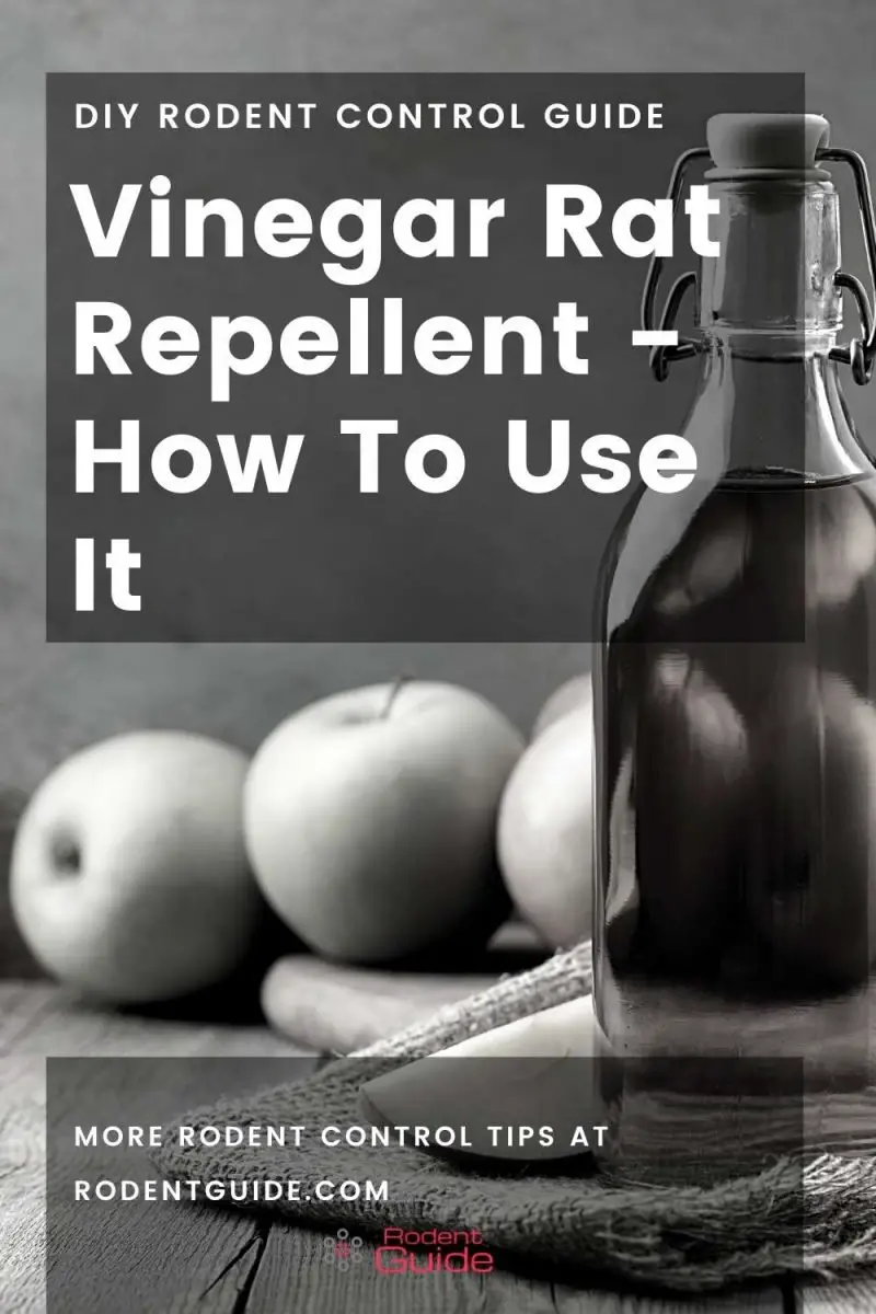 5 Ways You Can Use Vinegar As A Rat Repellent DIY Rodent Control