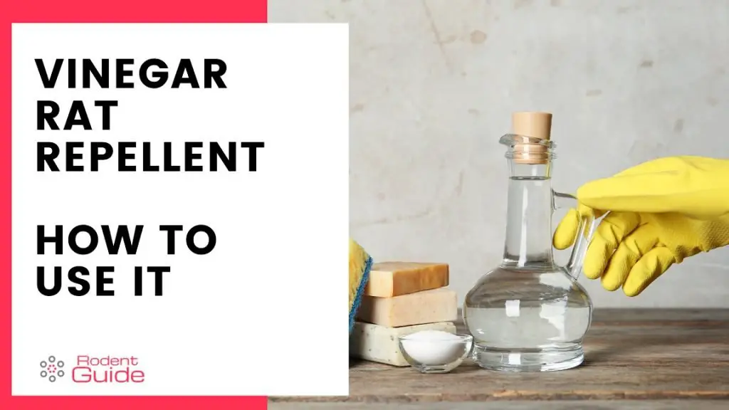 Vinegar Rat Repellent How To Use It