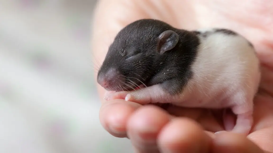 What Does A Baby Rat Look Like? Essential Guide