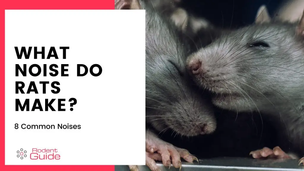 What Noise Do Rats Make 8 Common