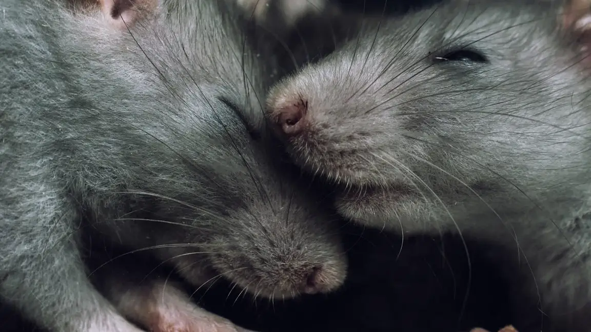 2 rats snuggling together