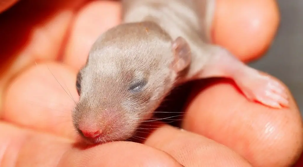 What Does A Baby Rat Look Like? Essential Guide DIY Rodent Control