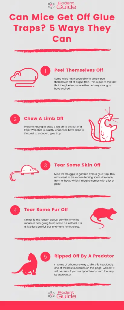 can mice get off glue traps infographic