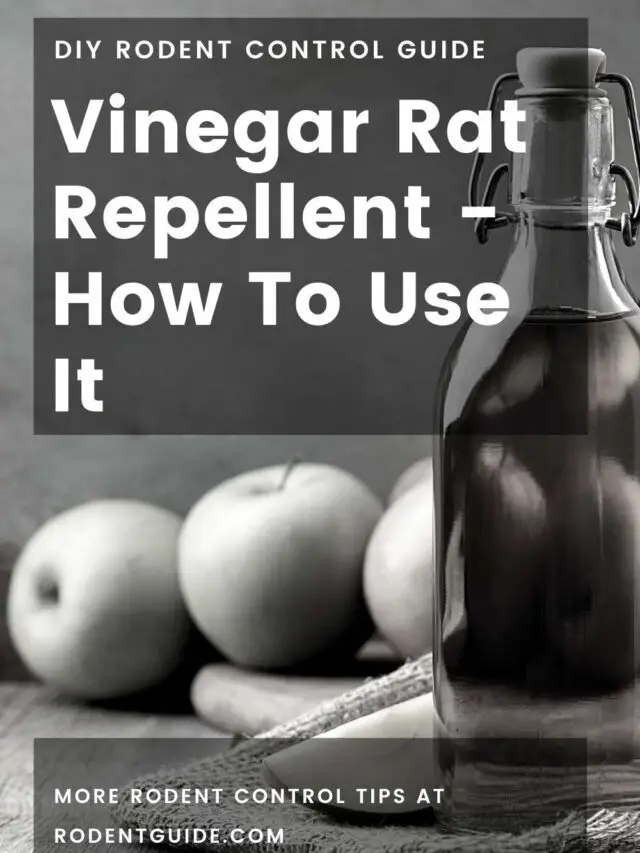 5 Ways You Can Use Vinegar As A Rat Repellent