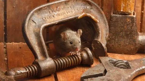 mouse in shed