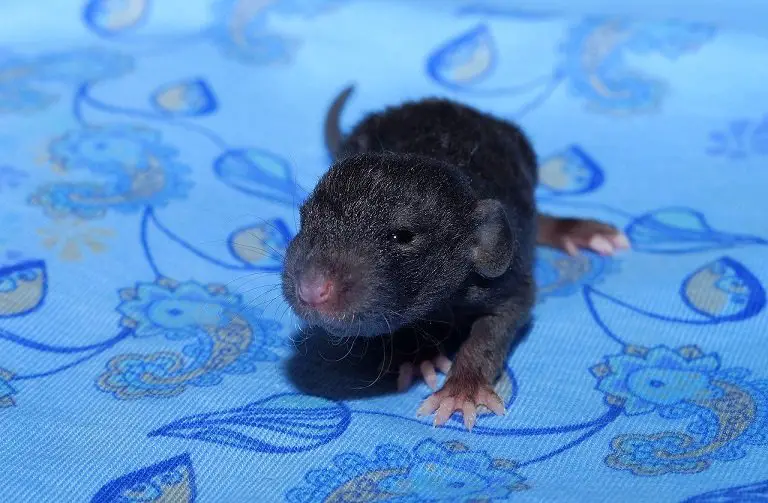 small black baby rat