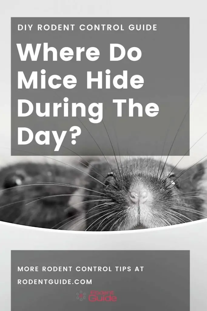 where do mice hide during the day (2)