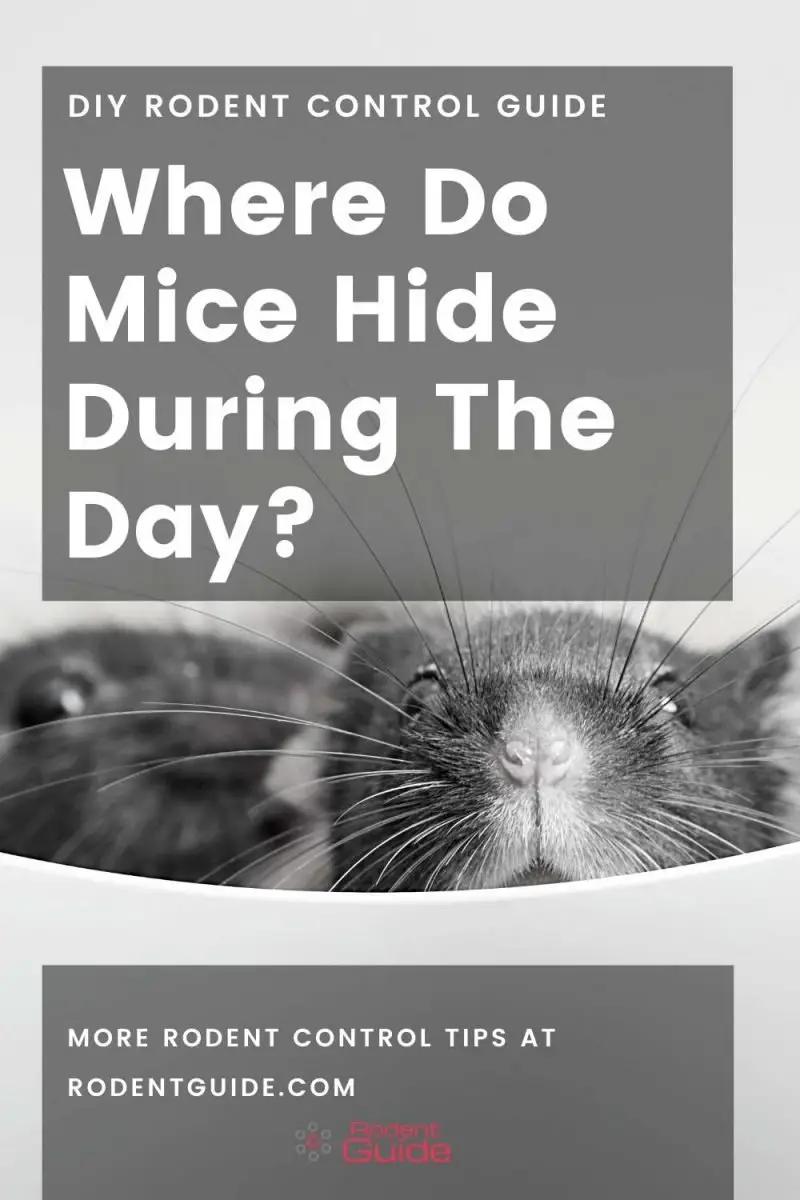 Where Do Mice Hide During the Day? 8 Places DIY Rodent Control