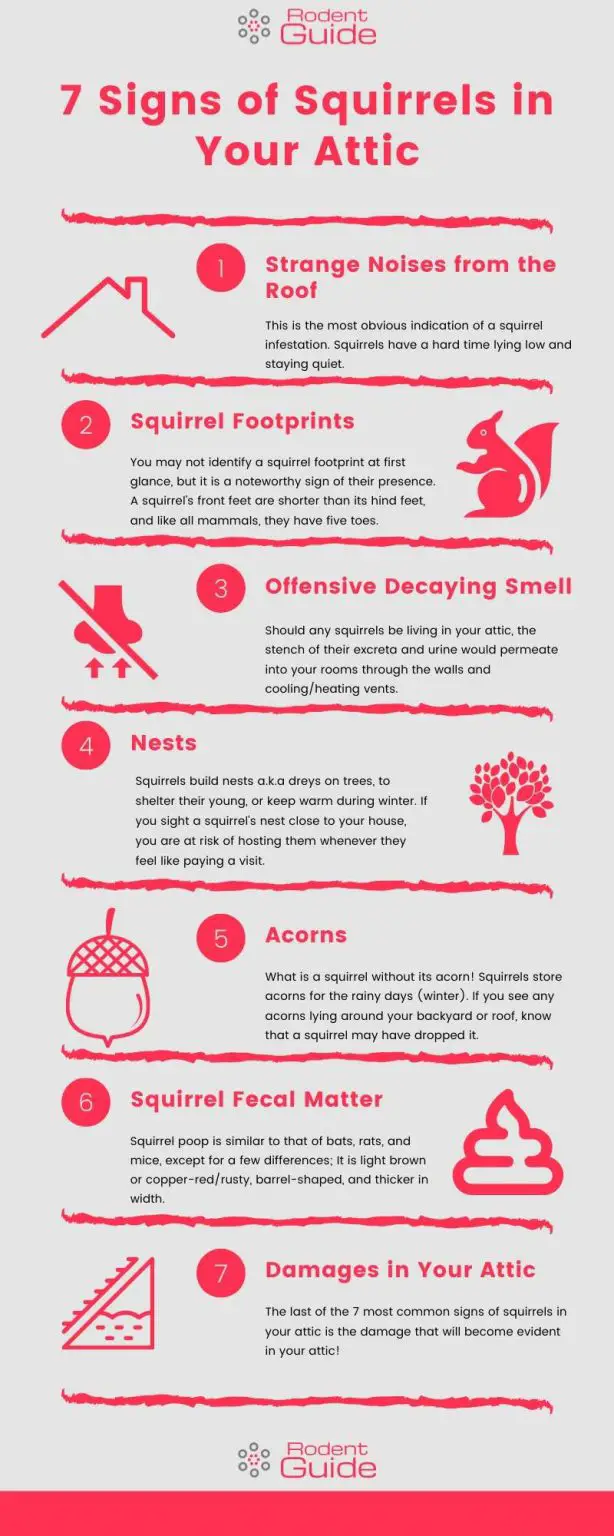 7 Signs of Squirrels in Your Attic DIY Rodent Control