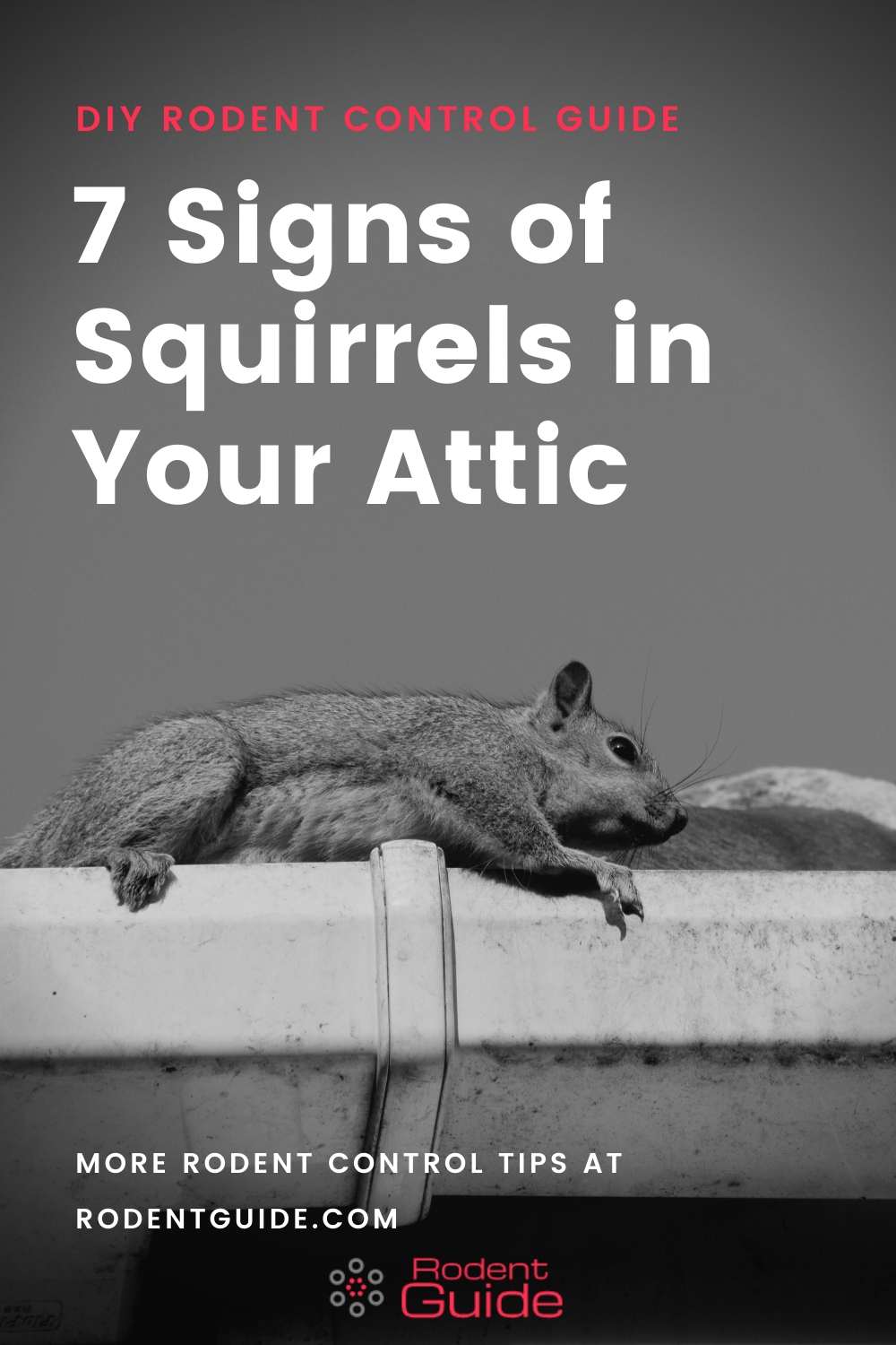 7 Signs of Squirrels in Your Attic