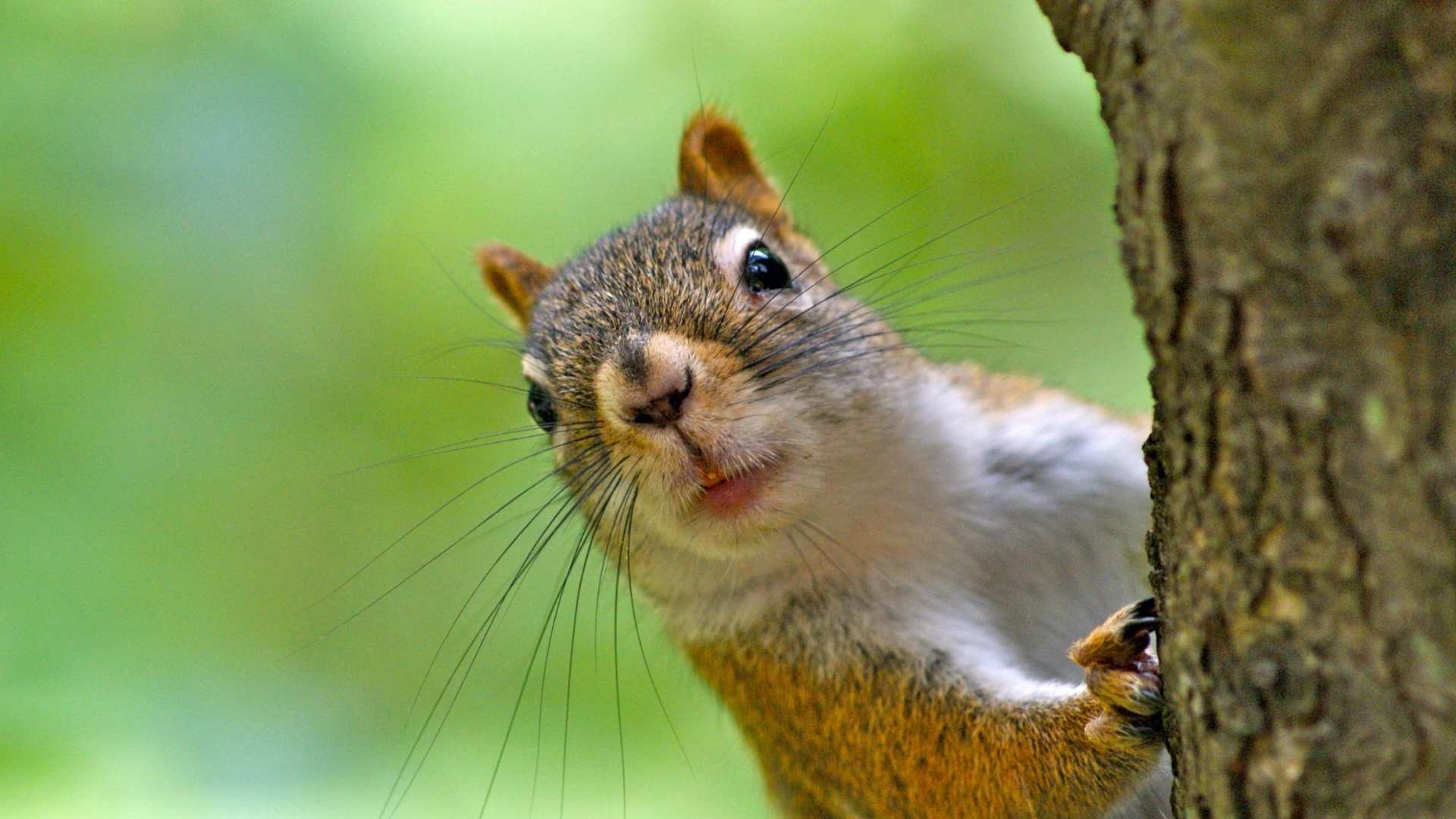 10 Best Squirrel Bait Options
