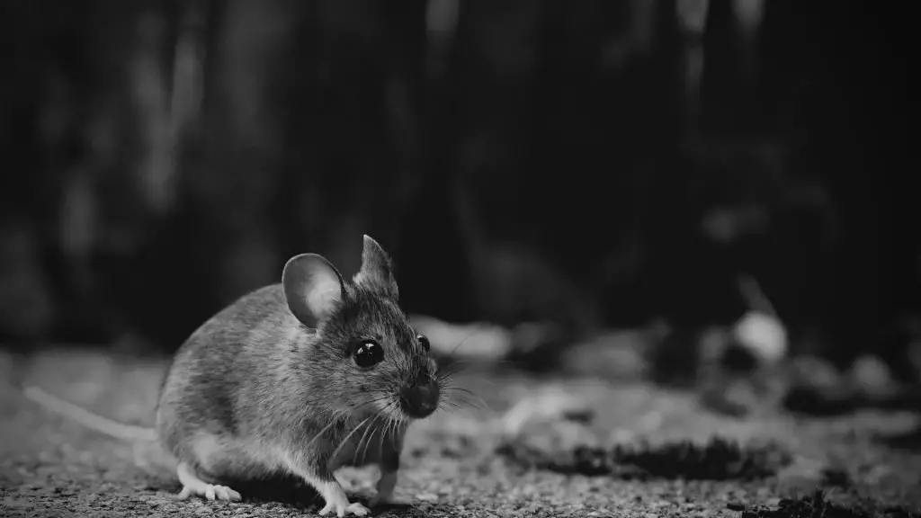 do-mice-come-out-during-the-day-5-reasons-why-they-do-diy-rodent-control