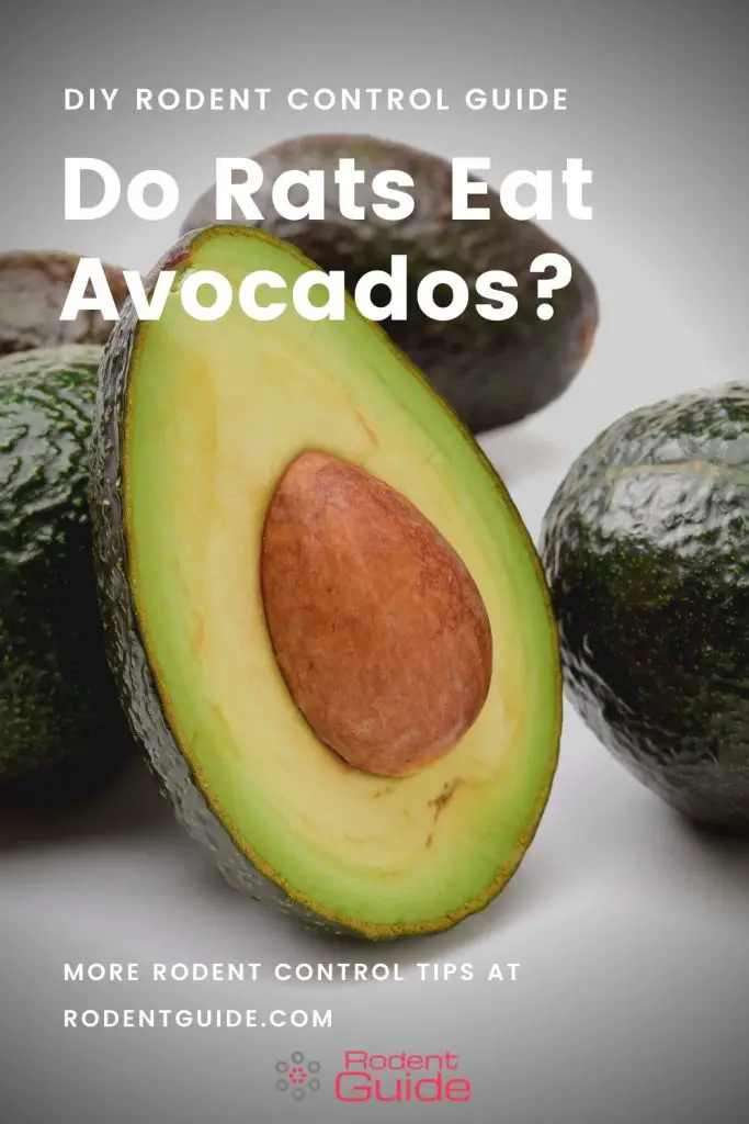 Do Rats Eat Avocados_