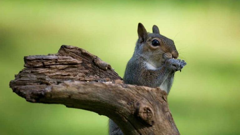 Do Squirrels Eat Meat? And Are They Omnivores? - DIY Rodent Control