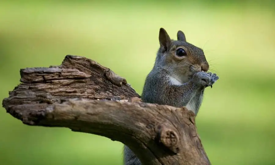 Do Rats Eat Human Poop The Grim Reality DIY Rodent Removal
