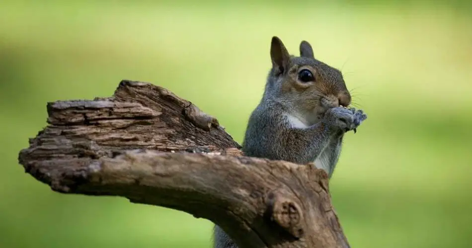 Do Squirrels Eat Meat? And Are They Omnivores? - DIY Rodent Removal