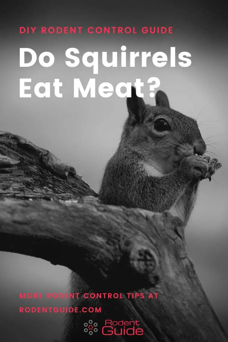 Do Squirrels Eat Meat? And Are They Omnivores? DIY Rodent Control