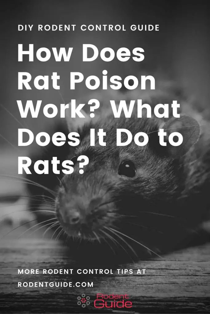 How Does Rat Poison Work