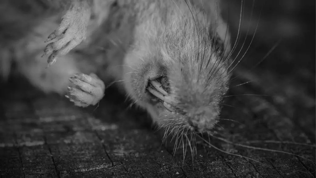 How To Dispose Of A Dead Rat 5 Step Guide DIY Rodent Control