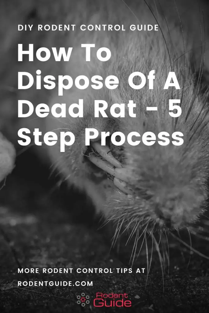 How To Dispose Of A Dead Rat 5 Steps