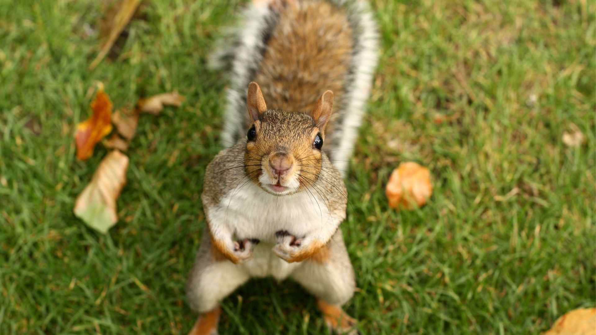 How To Keep Squirrels Out Of Your Yard (1)