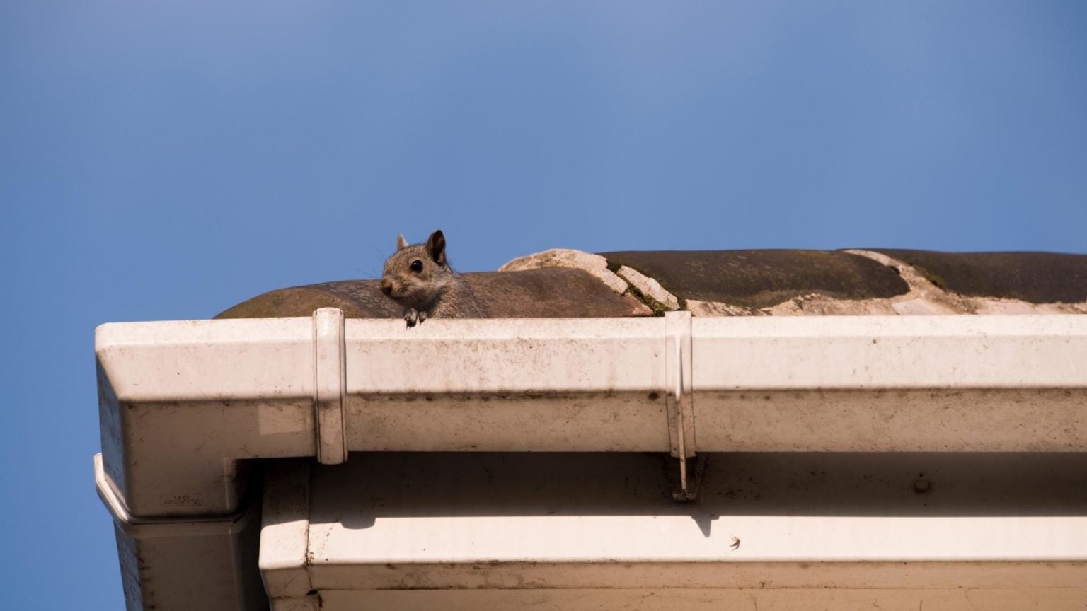 7 Signs of Squirrels in Your Attic DIY Rodent Control