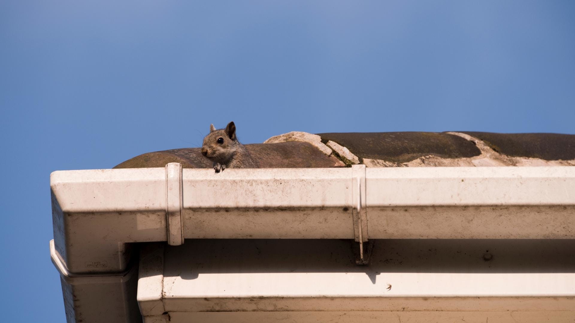 Signs of Squirrels in Your Attic 1