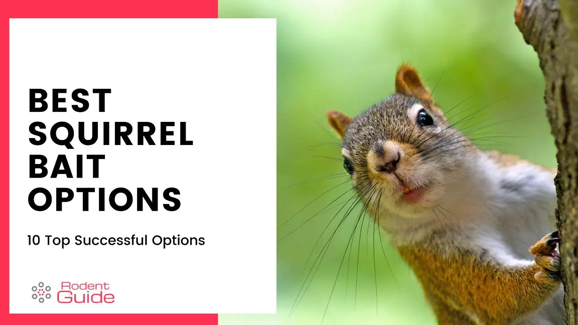 10 Best Squirrel Bait Options DIY Rodent Control