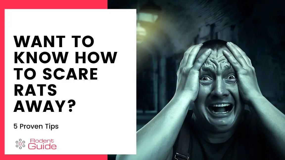 Want To Know How To Scare Rats Away? 5 Proven Tips