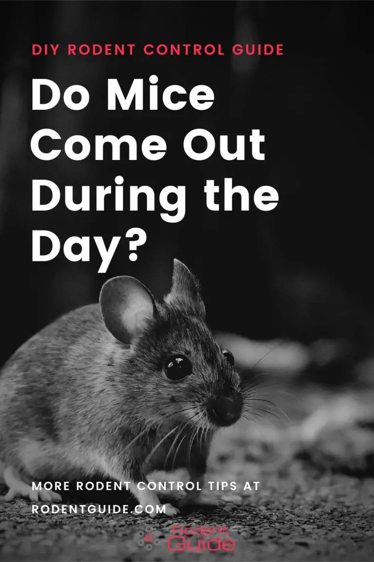 Do Mice Come Out During the Day? 5 Reasons Why They Do DIY Rodent Control