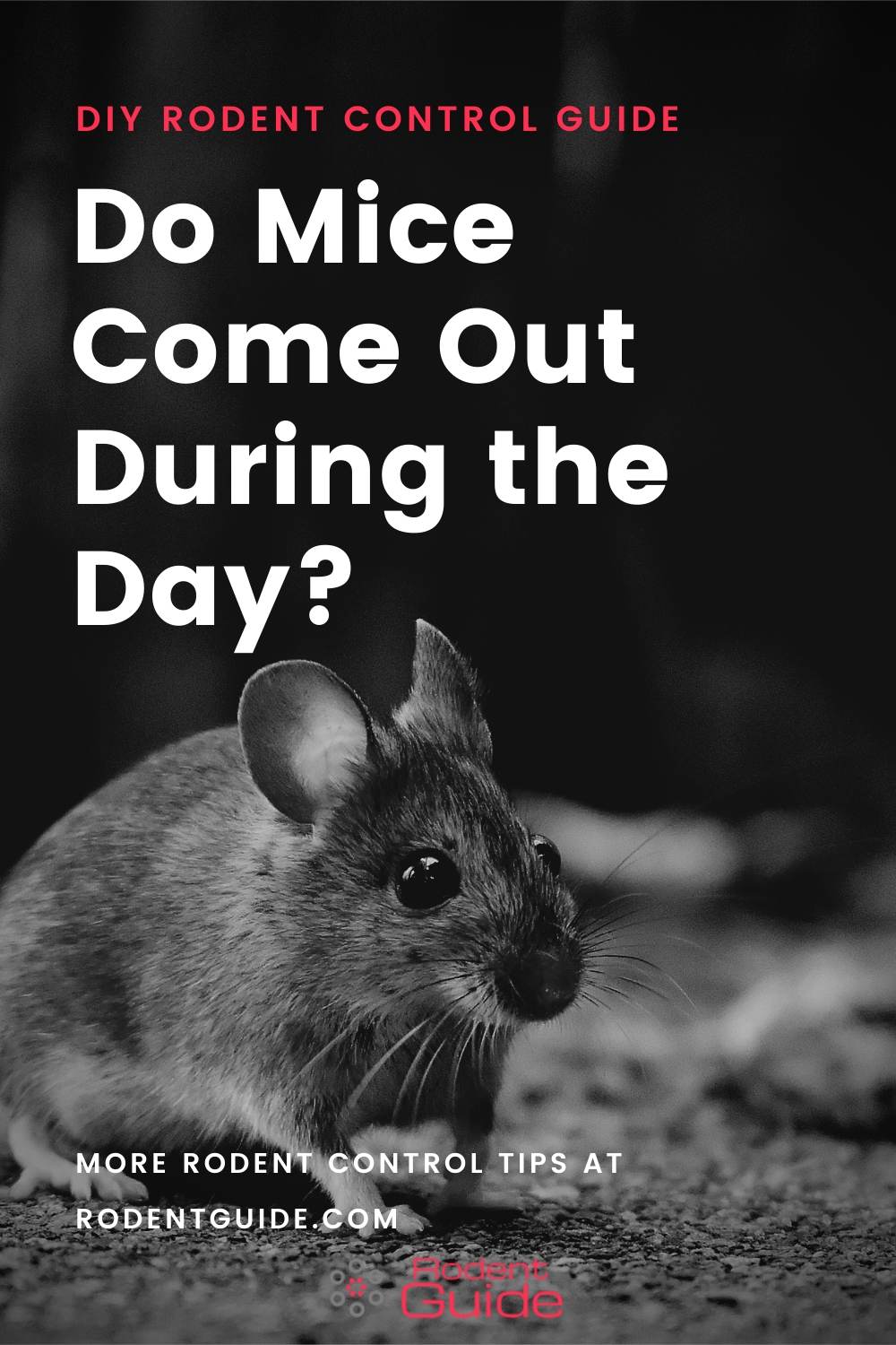 Why Do Mice Come Out During the Day