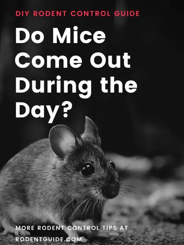 Do Mice Come Out During the Day? 5 Reasons Why They Do