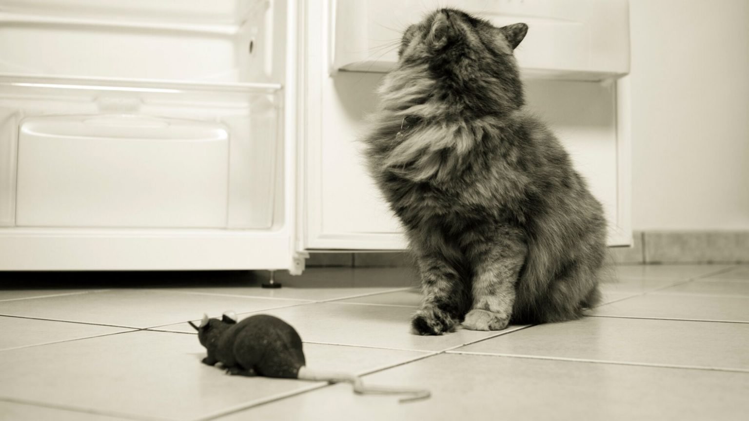 Do Cats Eat Rats? Rat v Cat, the Truth! DIY Rodent Control