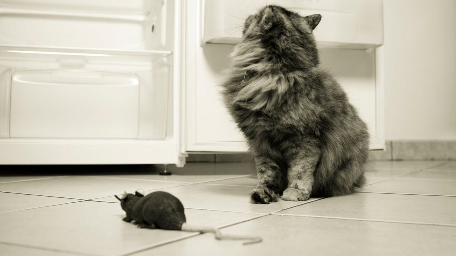 do-cats-eat-rats-rat-v-cat-the-truth-diy-rodent-control