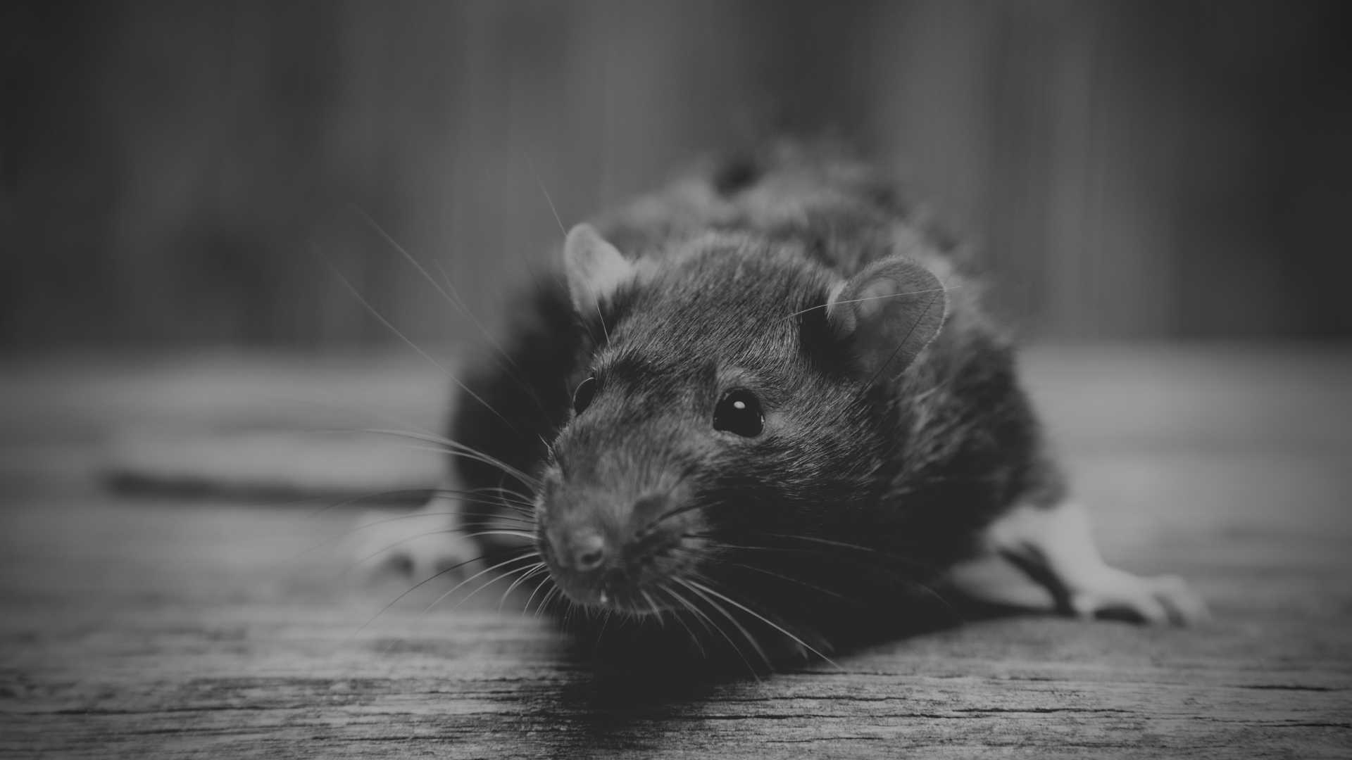 how does rat poison work to kill rats