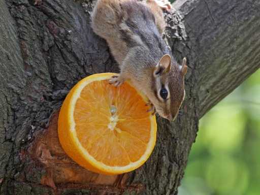 squirrel eating orange