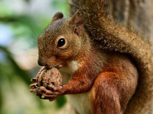 squirrel eating walnut