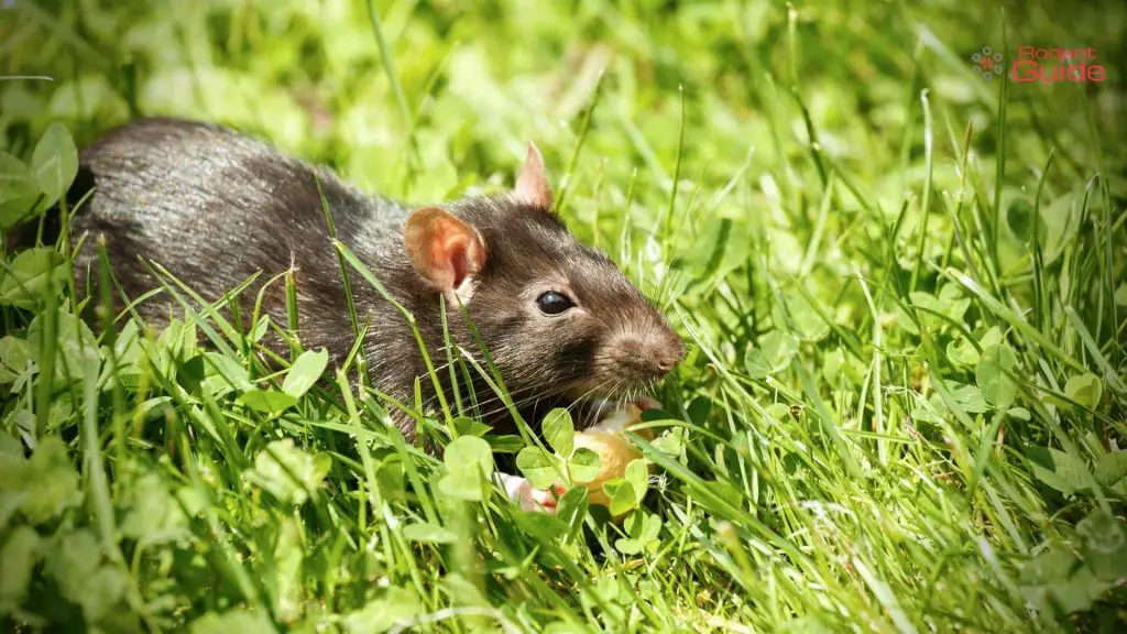 Do Rats Eat Human Poop? The Grim Reality DIY Rodent Control