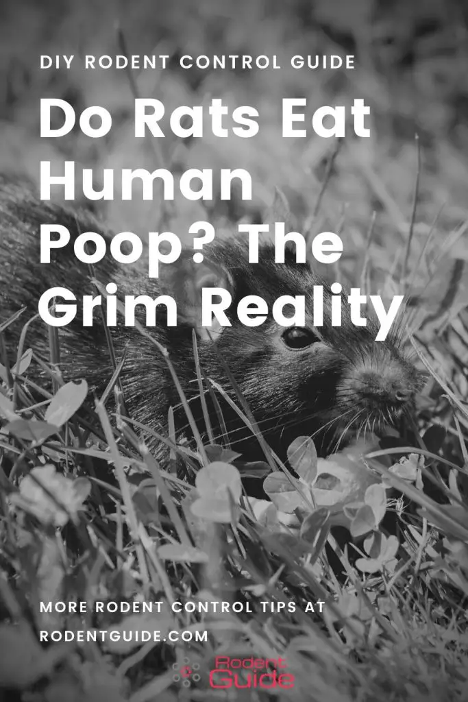 Do Rats Eat Human Poop_ The Grim Reality