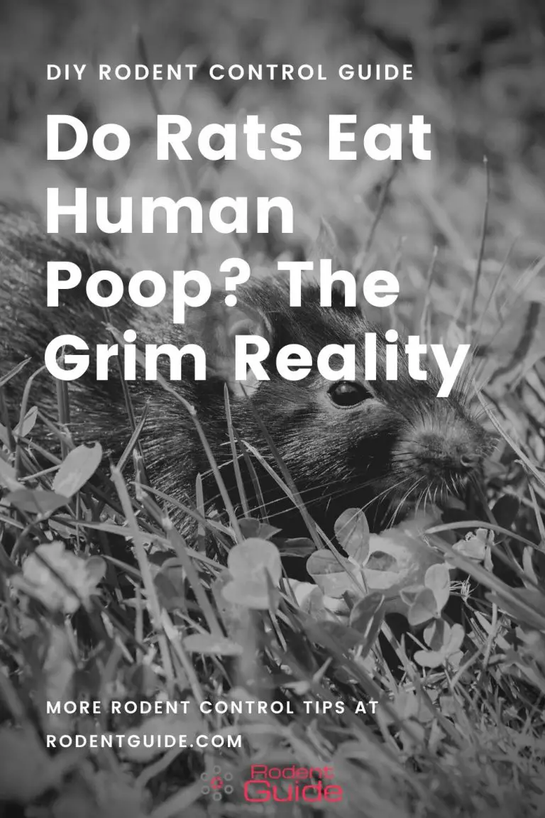 Do Rats Eat Human Poop? The Grim Reality DIY Rodent Control