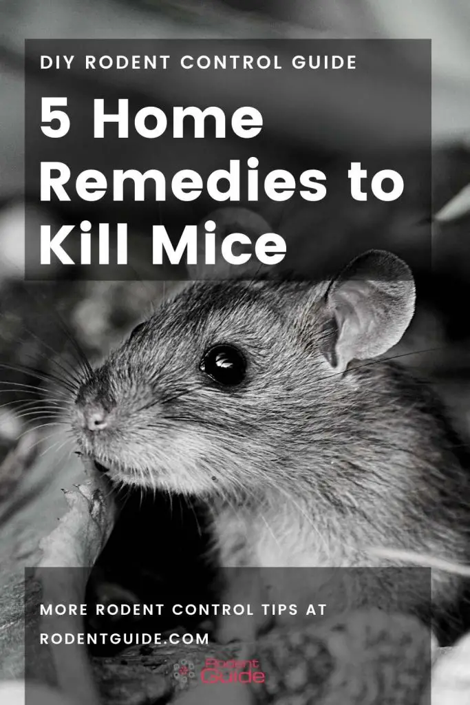 5 Home Remedies to Kill Mice