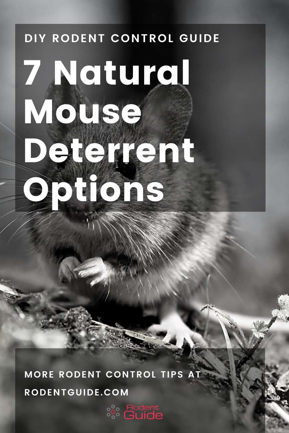 7 Natural Mouse Deterrent Options - Complete Guide 2 7 Natural Mouse Deterrent Options
