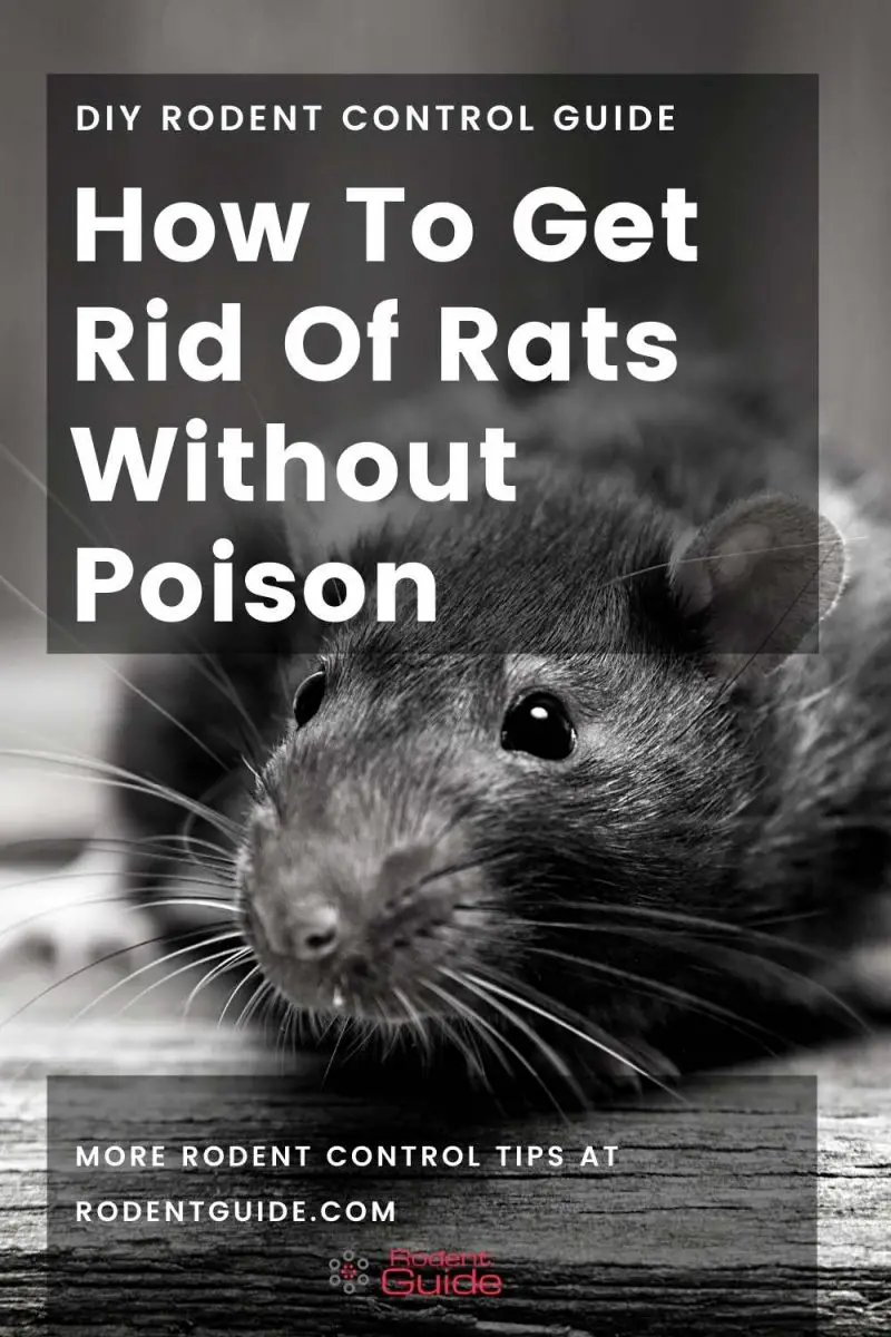 How To Get Rid Of Rats Without Poison 5 Ways DIY Rodent Control